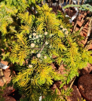 Jałowiec ‘Allgold’ szczepiony na pniu