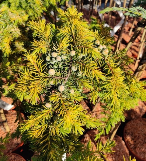 Sadzonki Jałowiec ‘Allgold’