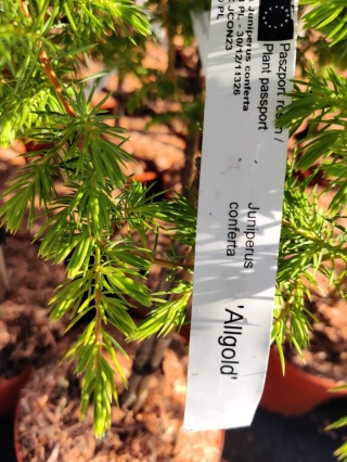 Jałowiec ‘Allgold’ szczepiony na pniu