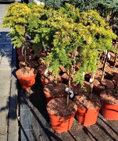 Sadzonki Jałowiec ‘Allgold’