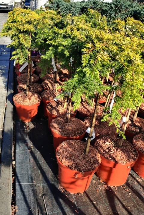 Sadzonki Jałowiec ‘Allgold’