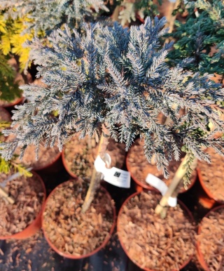 Jałowiec łuskowaty ‘Blue Compact’ szczepiony na pniu