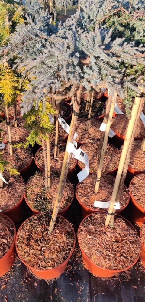 Sadzonki Jałowiec łuskowaty ‘Blue Compact’ szczepiony na pniu