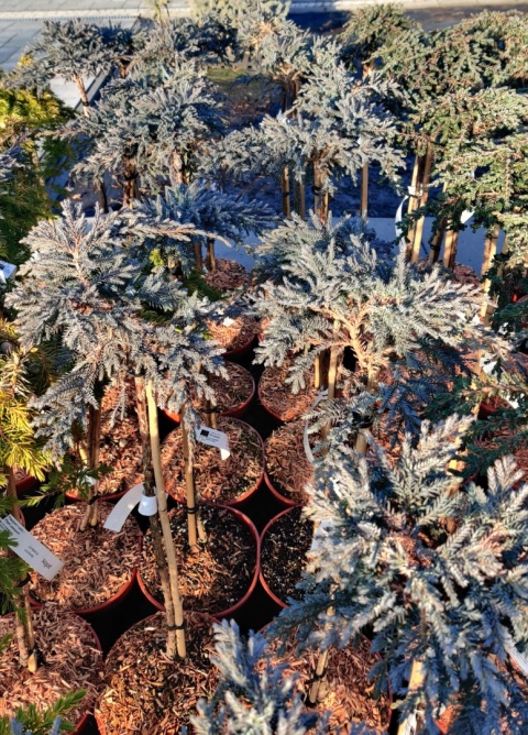 Sadzonki Jałowiec łuskowaty ‘Blue Compact’ szczepiony na pniu