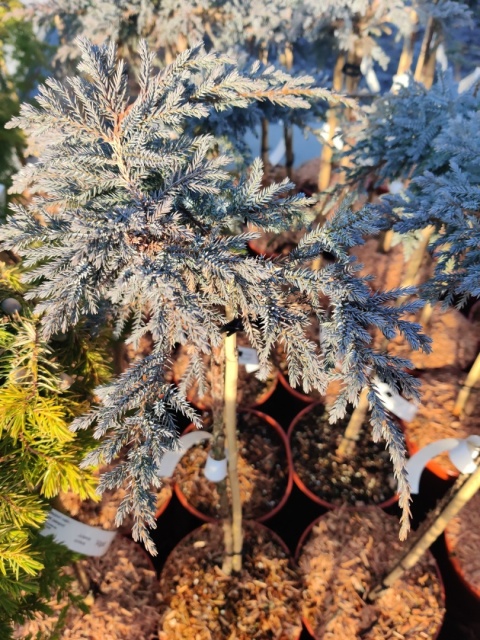 Sadzonki Jałowiec łuskowaty ‘Blue Compact’ szczepiony na pniu