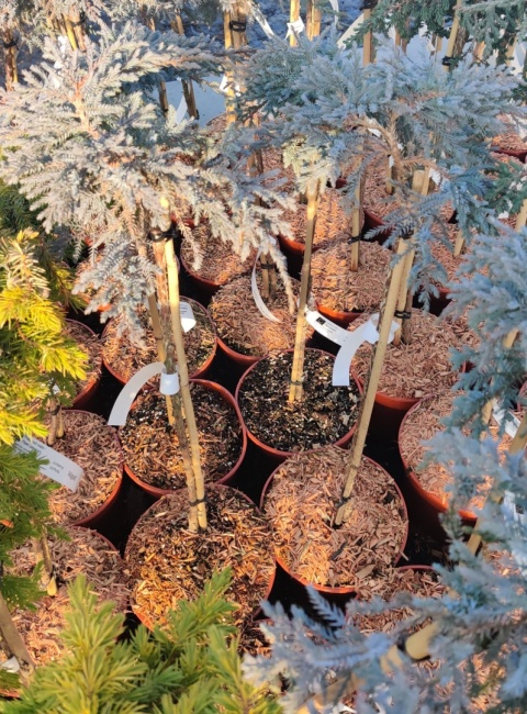 Sadzonki Jałowiec łuskowaty ‘Blue Compact’ szczepiony na pniu