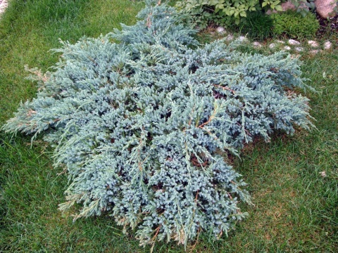Jałowiec płożący 'Blue Carpet'