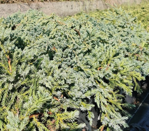 Sadzonki Jałowiec płożący 'Blue Carpet'
