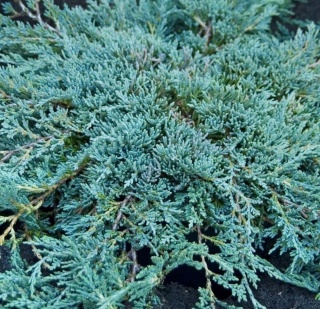 Jałowiec płożący ‘Icee Blue’