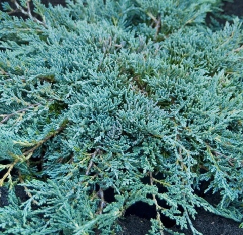 Jałowiec płożący ‘Icee Blue’