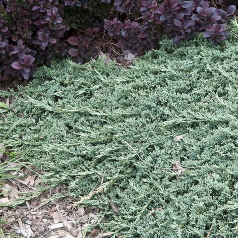 Jałowiec płożący ‘Icee Blue’