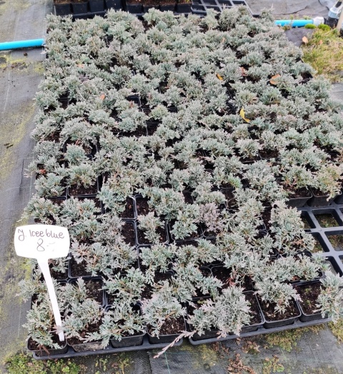 Sadzonki Jałowiec płożący ‘Icee Blue’
