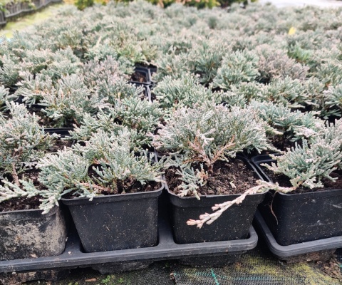 Sadzonki Jałowiec płożący ‘Icee Blue’