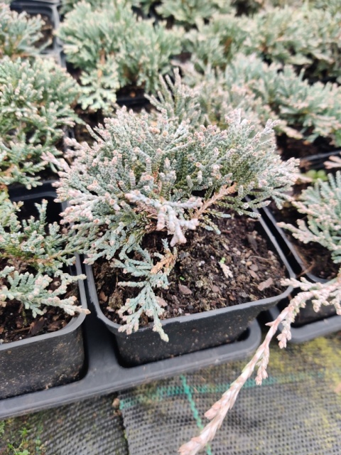 Sadzonki Jałowiec płożący ‘Icee Blue’