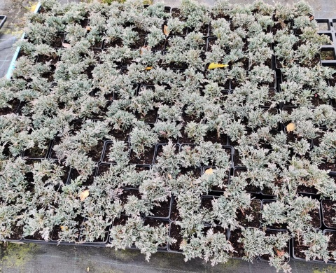 Sadzonki Jałowiec płożący ‘Icee Blue’