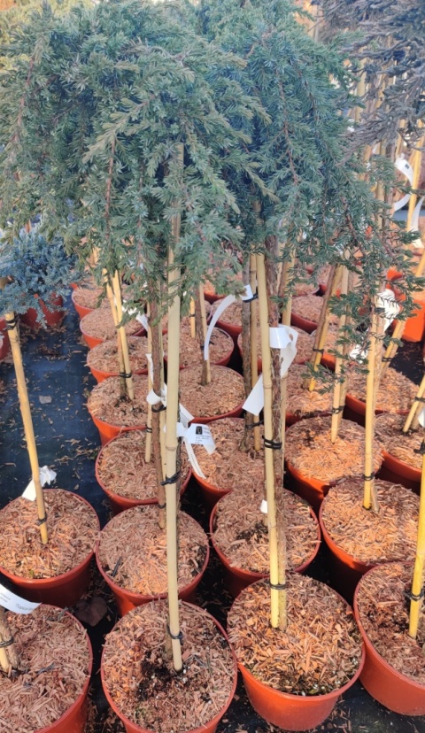 Sadzonki Jałowiec pospolity 'Greenmantle' szczepiony na pniu