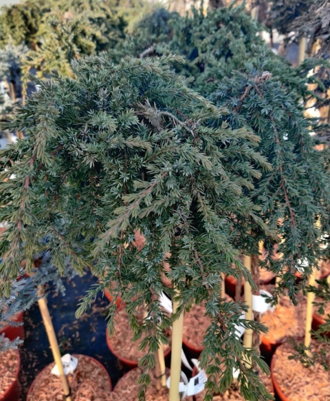 Sadzonki Jałowiec pospolity 'Greenmantle' szczepiony na pniu