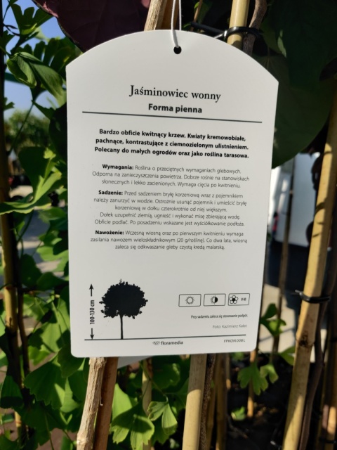 Sadzonki Jaśminowiec wonny – forma pienna
