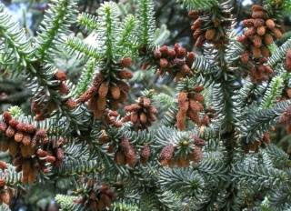 Jodła hiszpańska ‘Kelleris’
