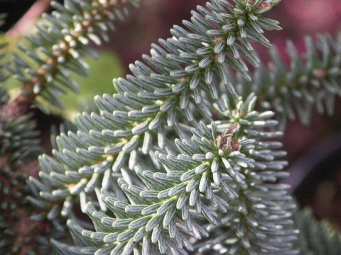 Jodła hiszpańska ‘Kelleris’
