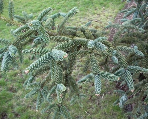 Jodła hiszpańska ‘Kelleris’