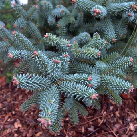 Jodła hiszpańska ‘Kelleris’