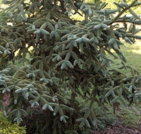 Jodła hiszpańska ‘Kelleris’