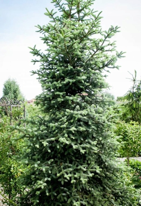 Jodła hiszpańska ‘Kelleris’