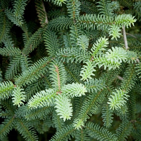 Jodła hiszpańska ‘Kelleris’