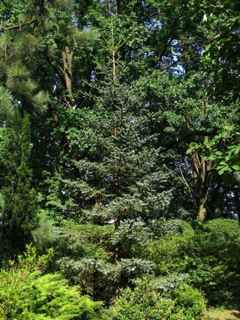 Jodła hiszpańska ‘Kelleris’