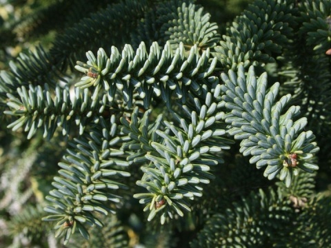 Jodła hiszpańska ‘Kelleris’