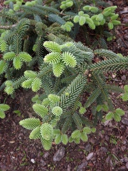 Jodła hiszpańska ‘Kelleris’