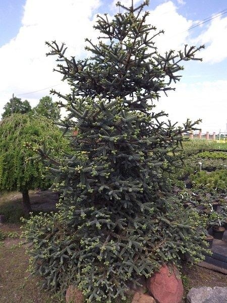 Jodła hiszpańska ‘Kelleris’