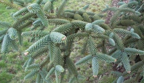 Jodła hiszpańska ‘Kelleris’