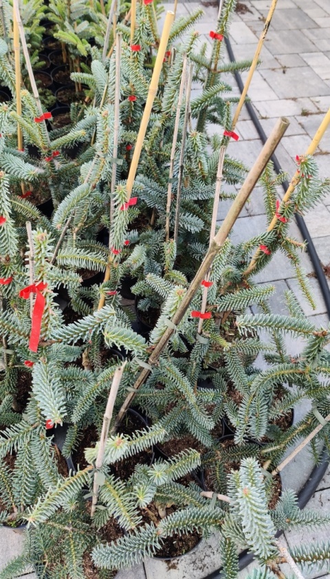 Sadzonki Jodła hiszpańska ‘Kelleris’ - odmiana szczepiona