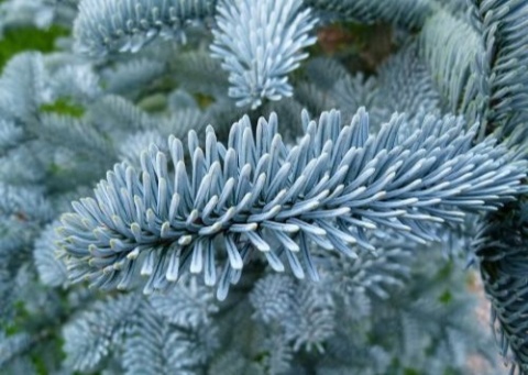 Jodła szlachetna ‘Glauca’