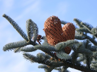 Jodła szlachetna ‘Glauca’ - odmiana szczepiona
