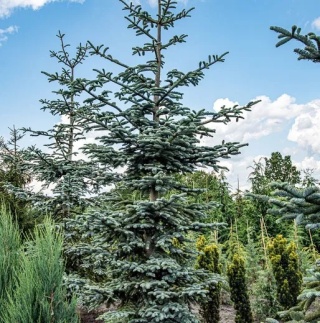 Jodła szlachetna ‘Glauca’ - odmiana szczepiona