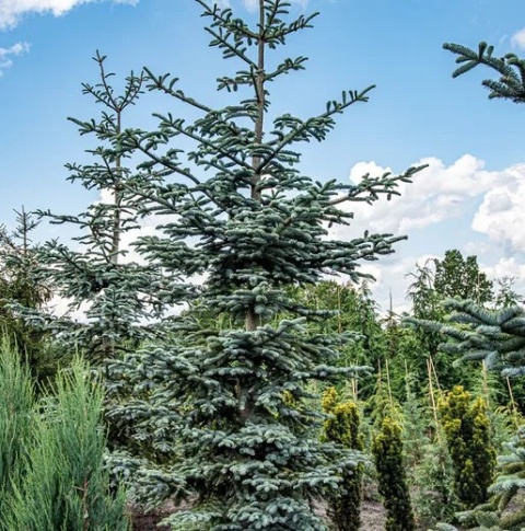 Jodła szlachetna ‘Glauca’