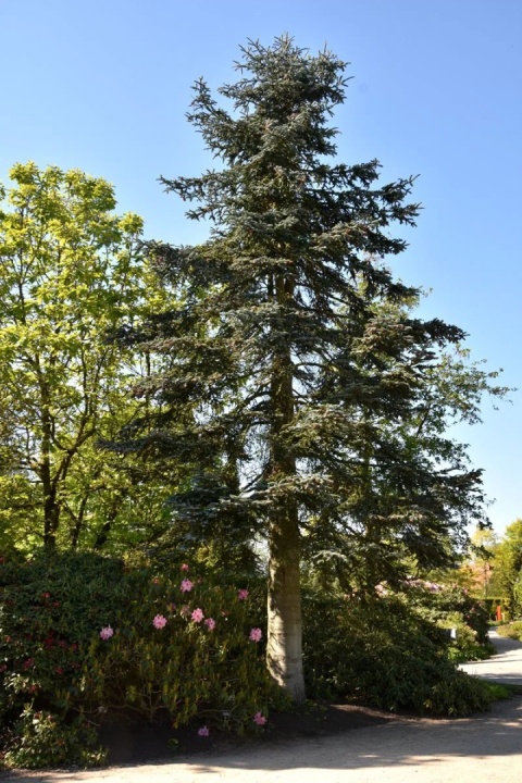Jodła szlachetna ‘Glauca’