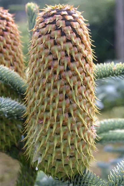 Jodła szlachetna ‘Glauca’