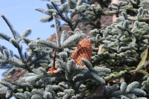 Jodła szlachetna ‘Glauca’