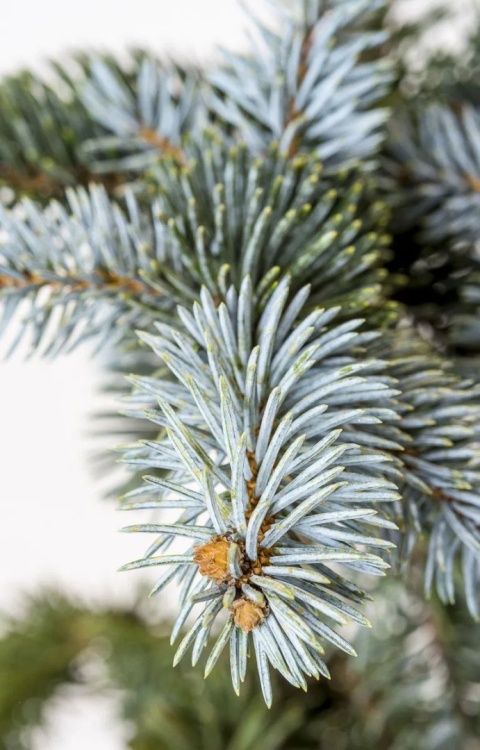 Jodła szlachetna ‘Glauca’