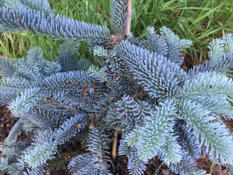 Jodła szlachetna ‘Glauca’