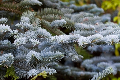 Jodła szlachetna ‘Glauca’