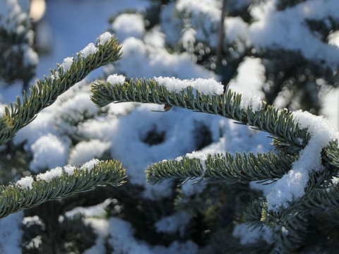 Jodła szlachetna ‘Glauca’
