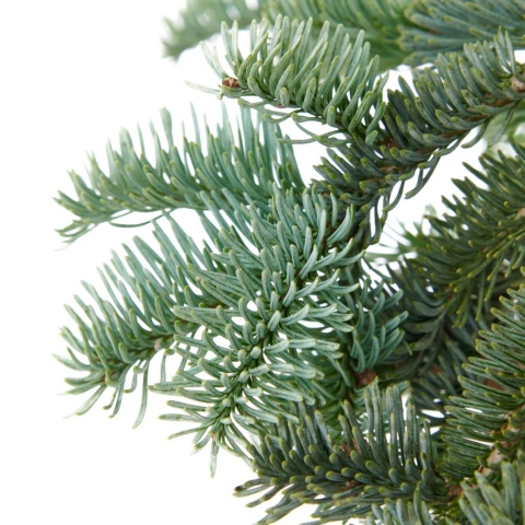 Jodła szlachetna ‘Glauca’
