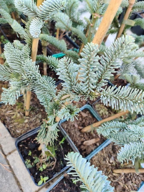 Sadzonki Jodła szlachetna ‘Glauca’ - odmiana szczepiona