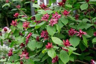 Kielichowiec Raulstona ‘Hartlage Wine’