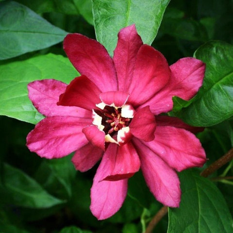 Kielichowiec Raulstona ‘Hartlage Wine’